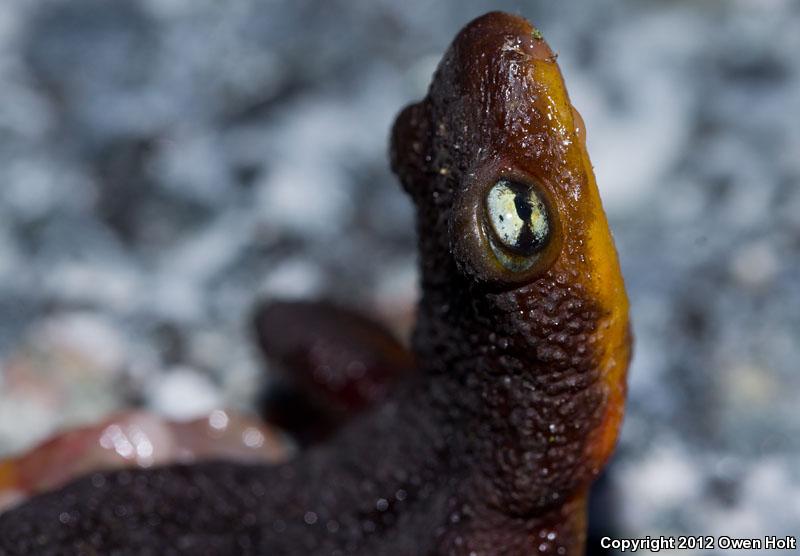 Coast Range Newt (Taricha torosa torosa)