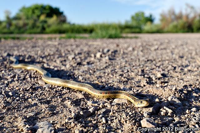 New Mexico Gartersnake (Thamnophis sirtalis dorsalis)