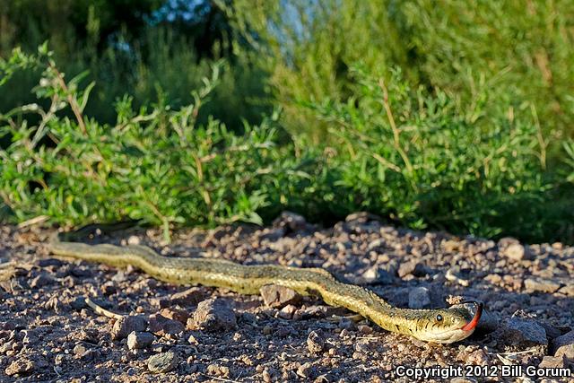 New Mexico Gartersnake (Thamnophis sirtalis dorsalis)