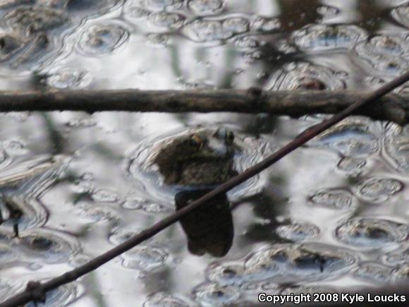 American Bullfrog (Lithobates catesbeianus)