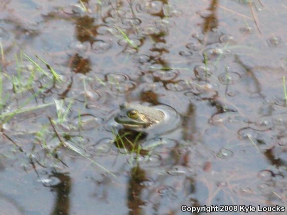 American Bullfrog (Lithobates catesbeianus)