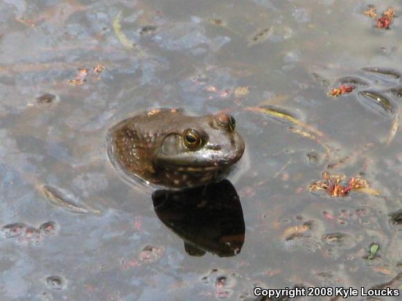 American Bullfrog (Lithobates catesbeianus)