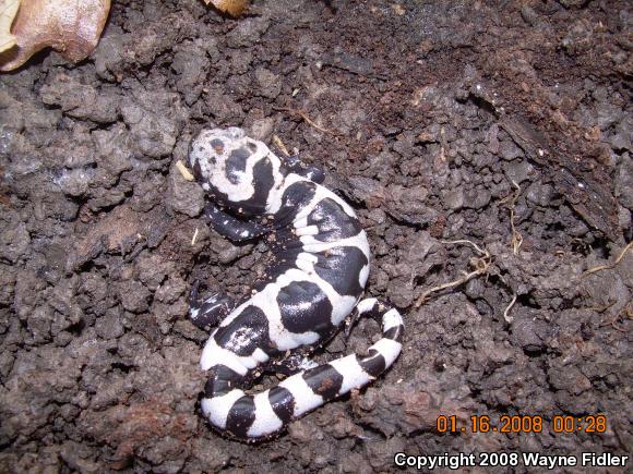 Marbled Salamander (Ambystoma opacum)