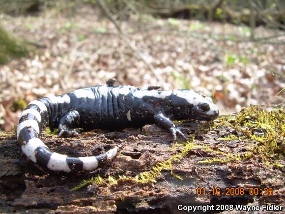 Marbled Salamander (Ambystoma opacum)