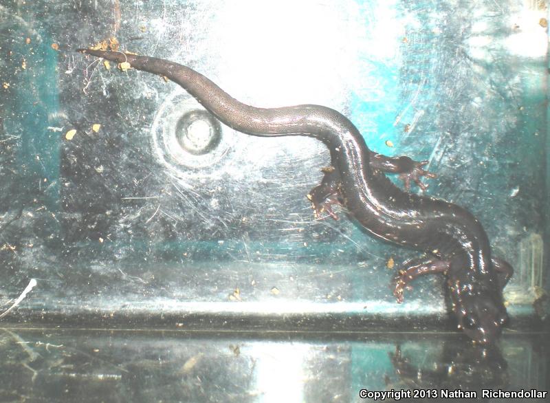 Southern Gray-cheeked Salamander (Plethodon metcalfi)