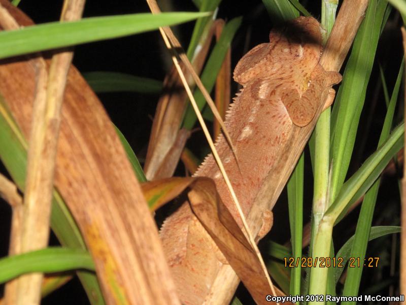 Oustalet's Chameleon (Furcifer oustaleti)