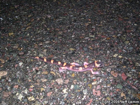 Large-blotched Ensatina (Ensatina eschscholtzii klauberi)