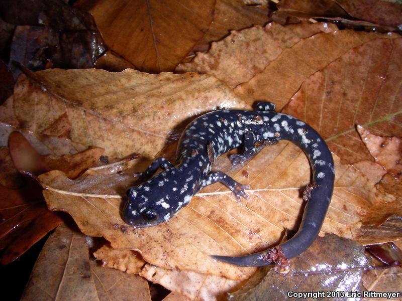 Louisiana Slimy Salamander (Plethodon kisatchie)