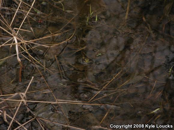 Northern Green Frog (Lithobates clamitans melanota)