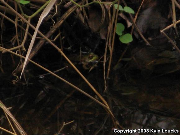 Northern Green Frog (Lithobates clamitans melanota)