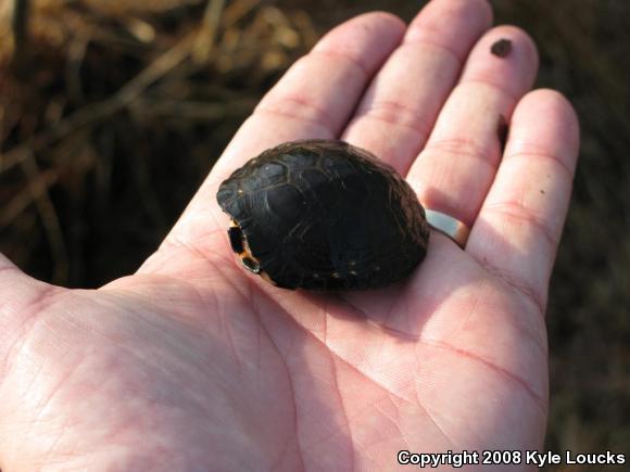 Spotted Turtle (Clemmys guttata)