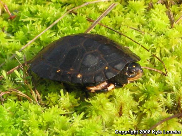 Spotted Turtle (Clemmys guttata)