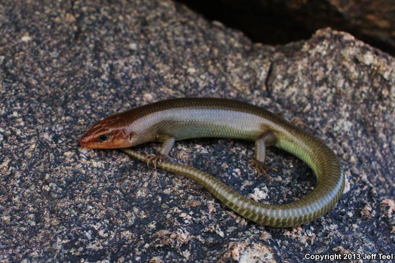 Arizona Skink (Plestiodon gilberti arizonensis)