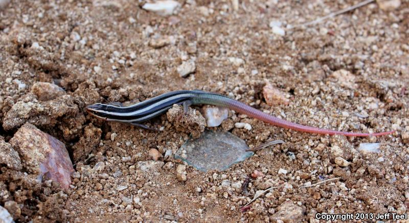 Arizona Skink (Plestiodon gilberti arizonensis)