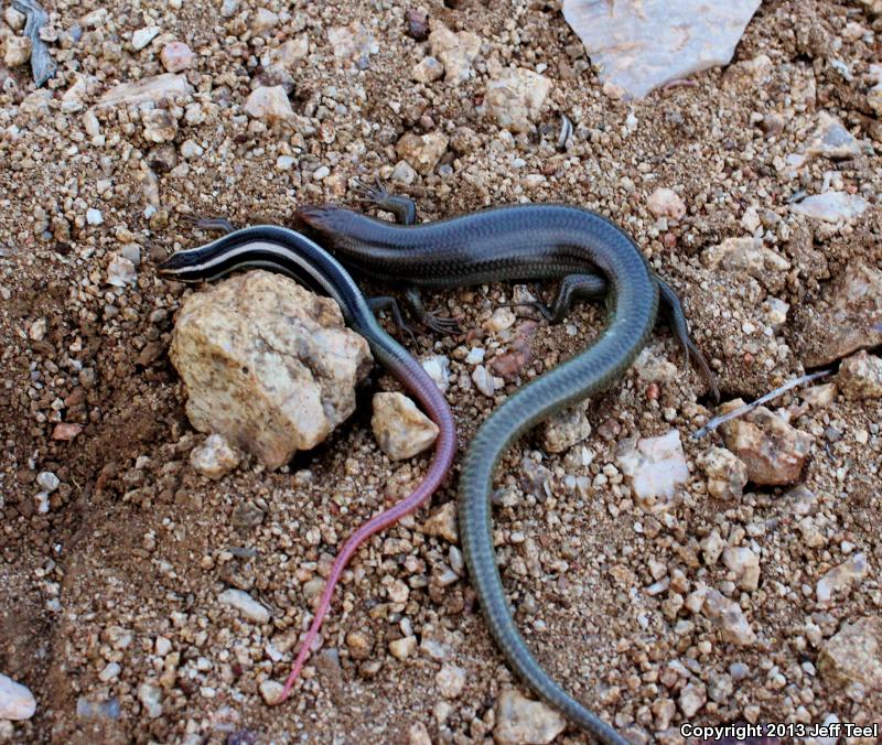 Arizona Skink (Plestiodon gilberti arizonensis)