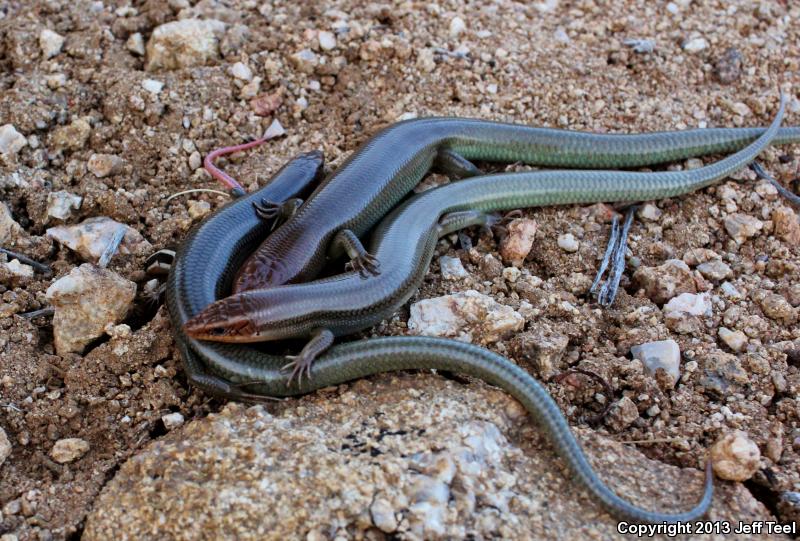 Arizona Skink (Plestiodon gilberti arizonensis)