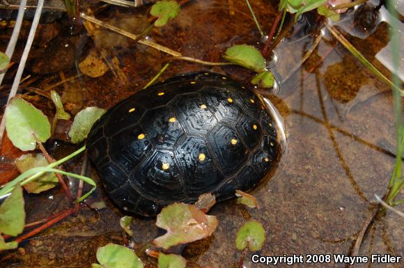 Spotted Turtle (Clemmys guttata)