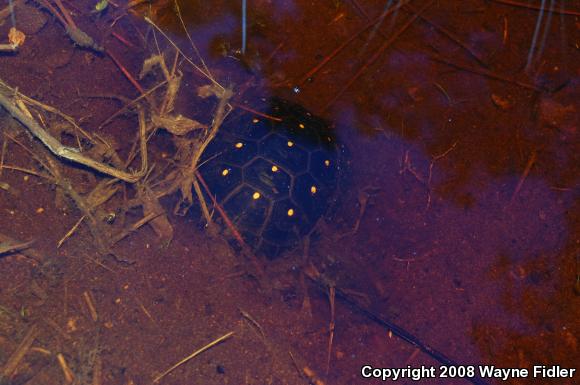 Spotted Turtle (Clemmys guttata)