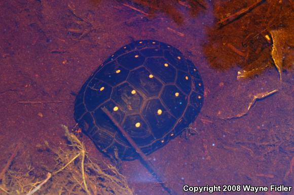 Spotted Turtle (Clemmys guttata)