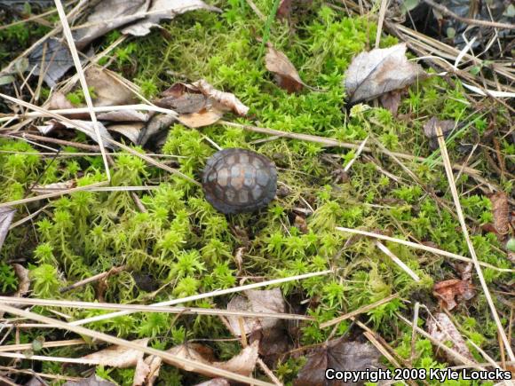 Spotted Turtle (Clemmys guttata)