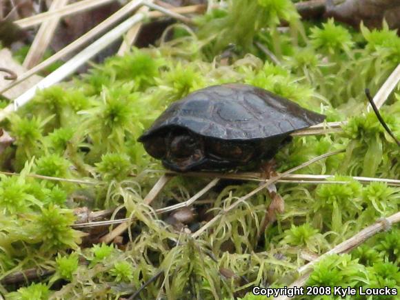 Spotted Turtle (Clemmys guttata)