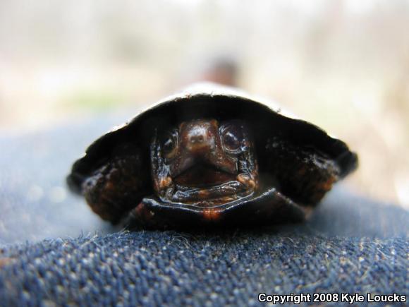 Spotted Turtle (Clemmys guttata)