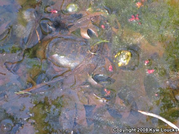 Spotted Turtle (Clemmys guttata)