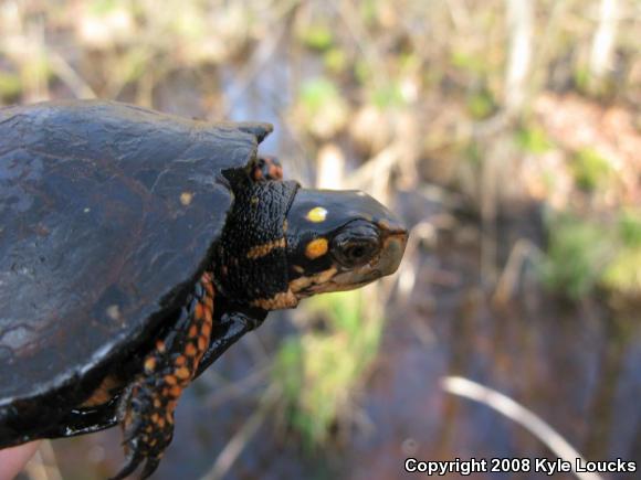 Spotted Turtle (Clemmys guttata)