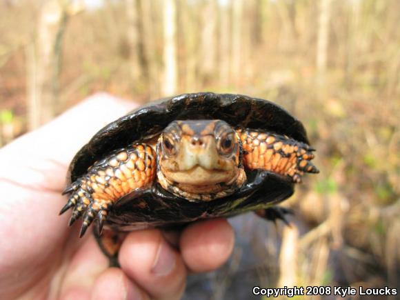 Spotted Turtle (Clemmys guttata)