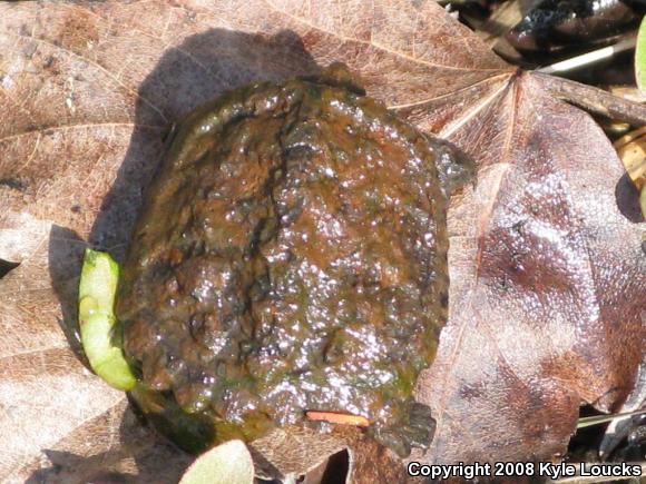 Eastern Snapping Turtle (Chelydra serpentina serpentina)