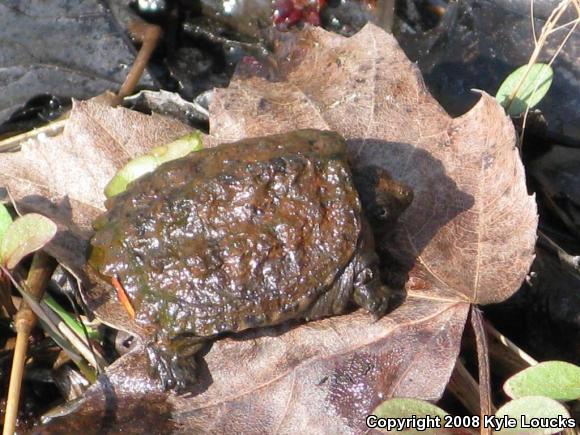 Eastern Snapping Turtle (Chelydra serpentina serpentina)