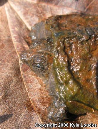 Eastern Snapping Turtle (Chelydra serpentina serpentina)