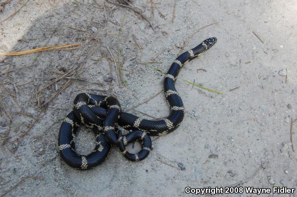 Eastern Kingsnake (Lampropeltis getula getula)