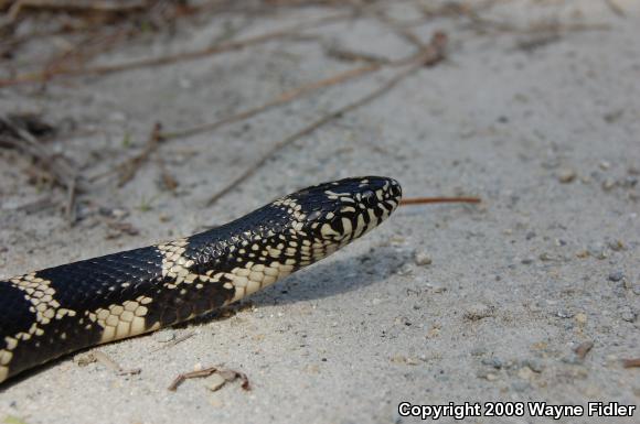 Eastern Kingsnake (Lampropeltis getula getula)