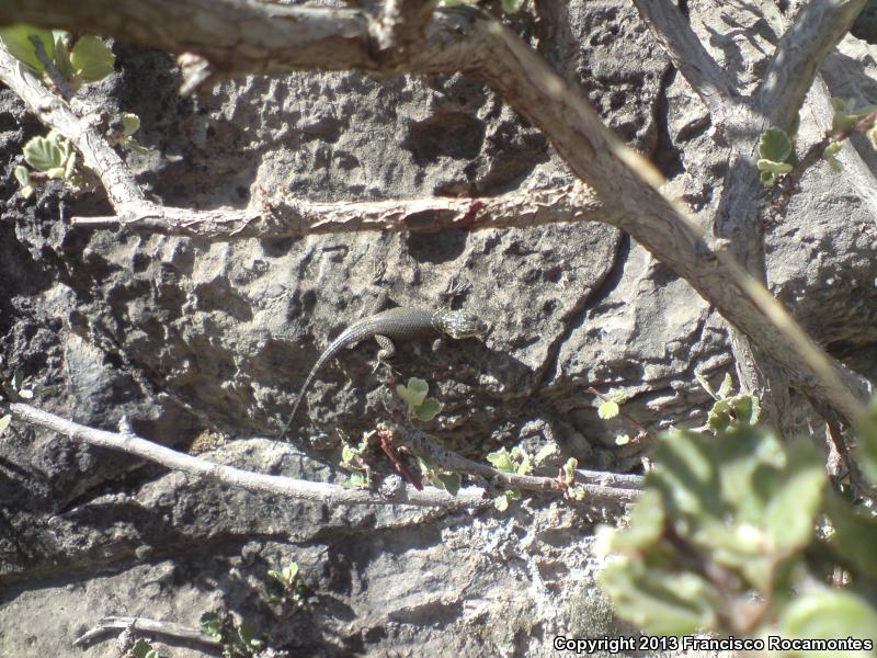 Royal Lesser Minor Lizard (Sceloporus oberon)