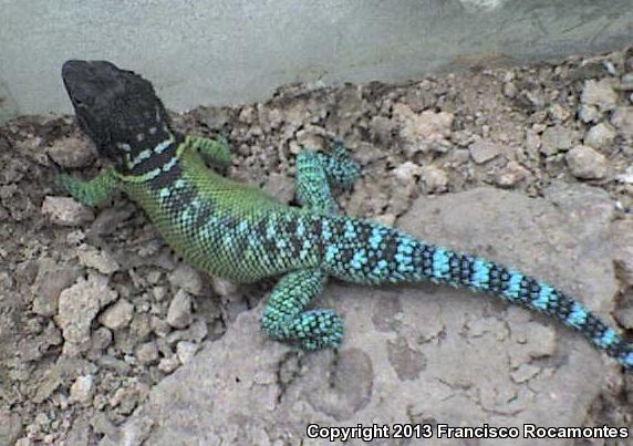 Ornate Spiny Lizard (Sceloporus ornatus)