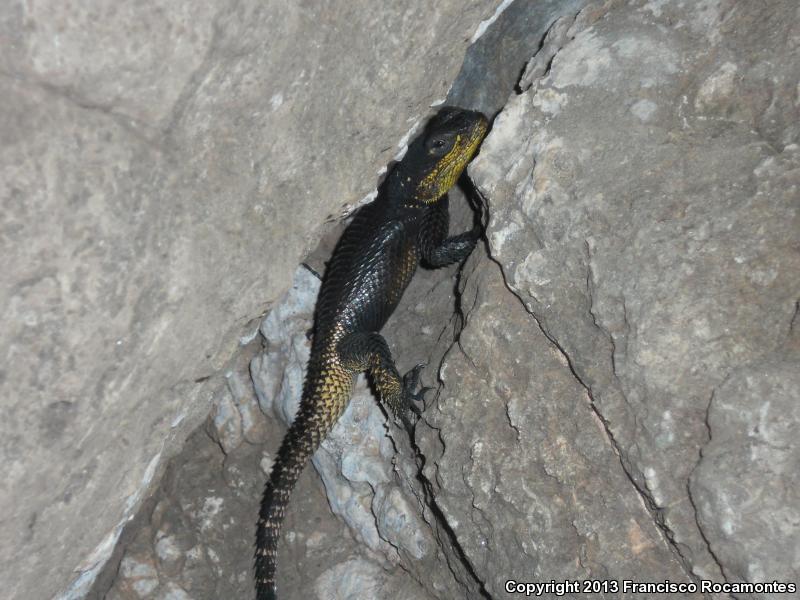 Royal Lesser Minor Lizard (Sceloporus oberon)