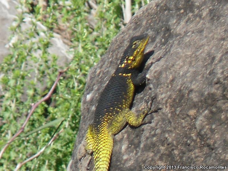 Royal Lesser Minor Lizard (Sceloporus oberon)