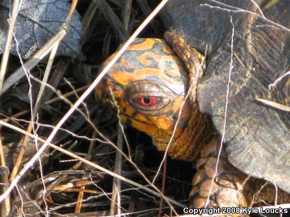 Eastern Box Turtle (Terrapene carolina carolina)