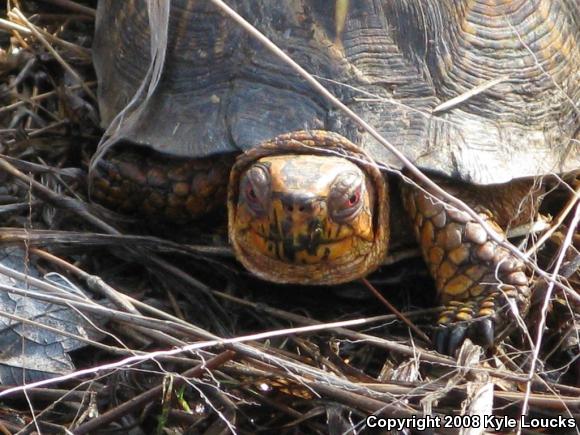 Eastern Box Turtle (Terrapene carolina carolina)