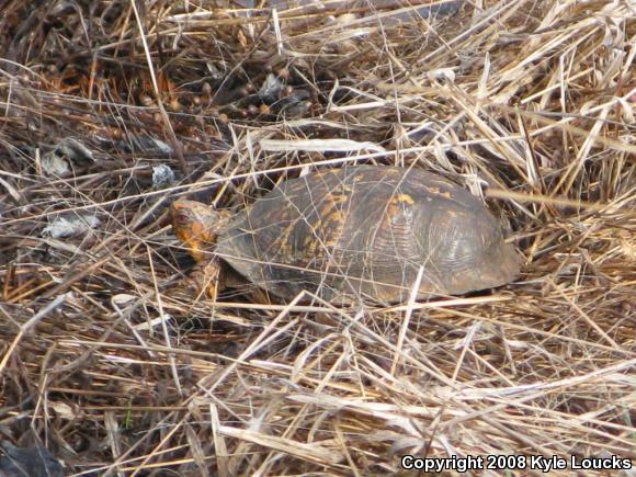 Eastern Box Turtle (Terrapene carolina carolina)