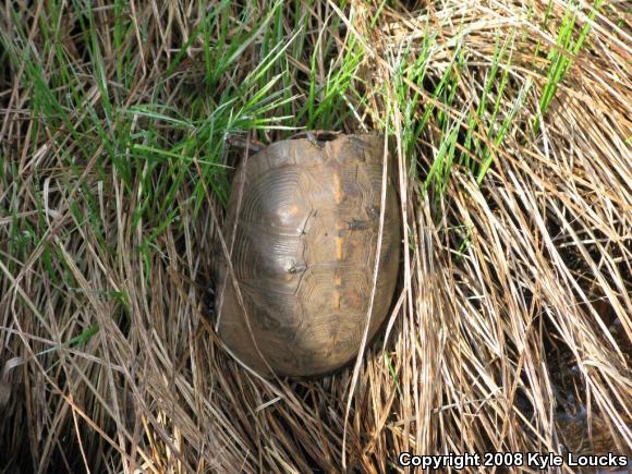 Eastern Box Turtle (Terrapene carolina carolina)