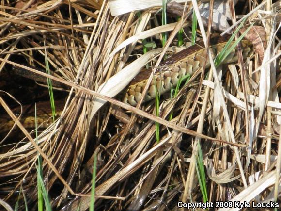 Eastern Gartersnake (Thamnophis sirtalis sirtalis)