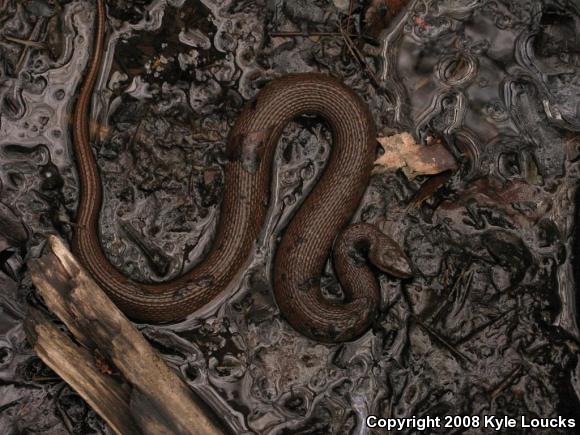 Northern Watersnake (Nerodia sipedon sipedon)