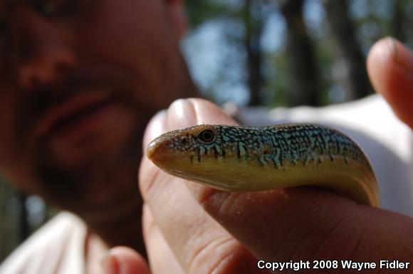 Eastern Glass Lizard (Ophisaurus ventralis)