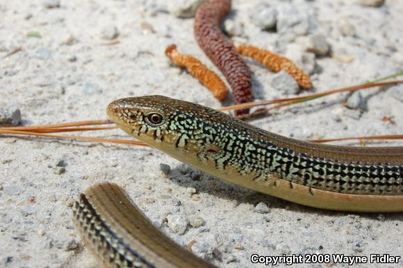 Eastern Glass Lizard (Ophisaurus ventralis)