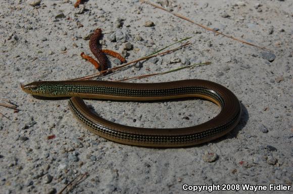 Eastern Glass Lizard (Ophisaurus ventralis)