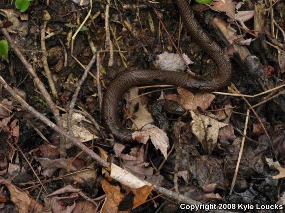 Northern Watersnake (Nerodia sipedon sipedon)