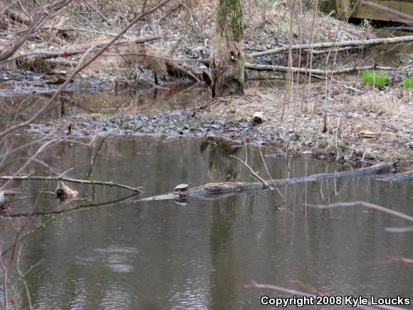 Eastern Painted Turtle (Chrysemys picta picta)