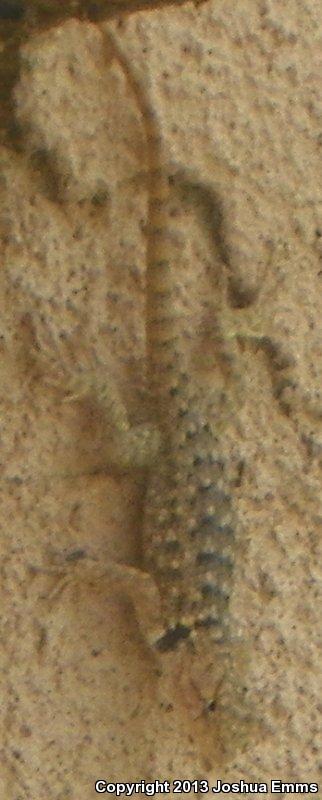 Twin-spotted Spiny Lizard (Sceloporus bimaculosus)